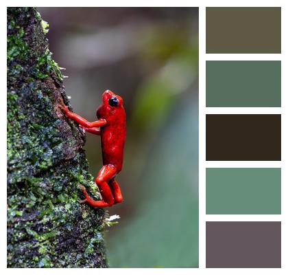 Poison Dart Frog Nature Costa Rica Jungle Wildlife Animal Frog Rainforest Image